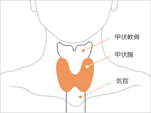 甲状腺の場所